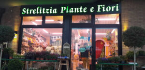 Strelitzia piante e fiori negozio visit colle di val d'elsa